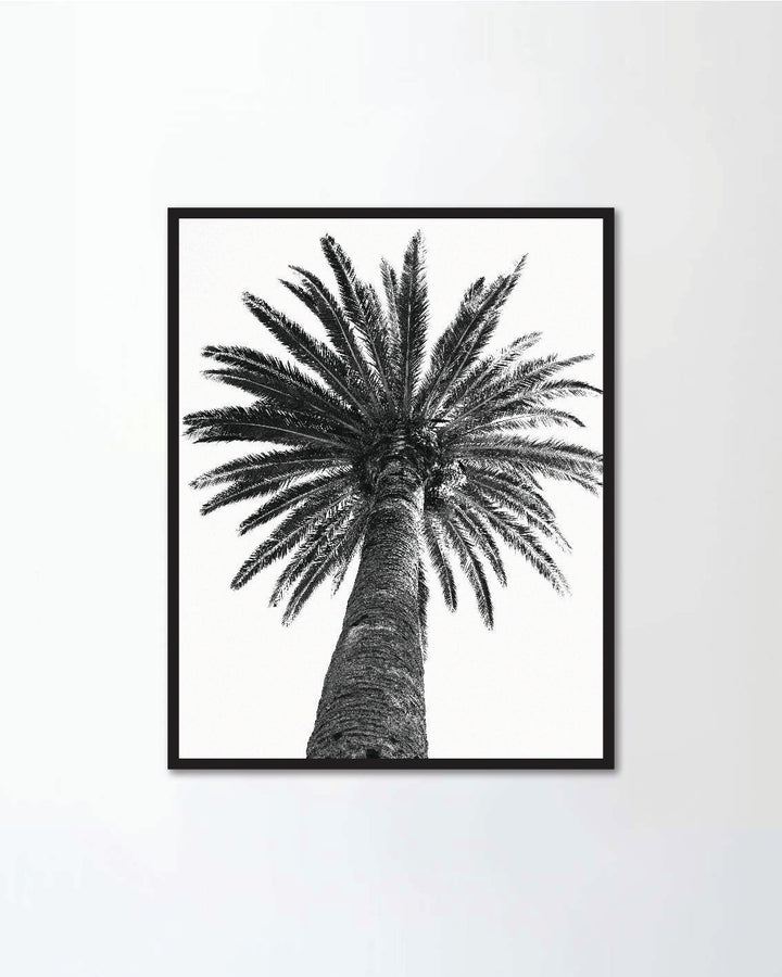 A close-up on a palm tree on a summer day