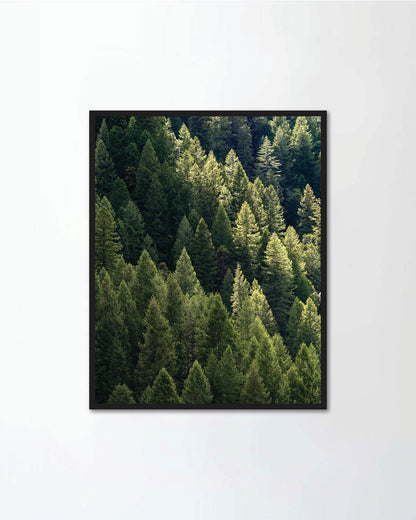 Trees in the forest in the Spring in Tahoe National