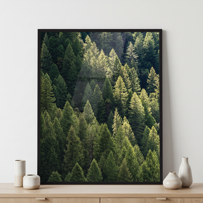 Trees in the forest in the Spring in Tahoe National ภาพติดผังสไตล์ธรรมชาติ สำหรับตกแต่งบ้านและคอนโด พร้อมกรอบคุณภาพ