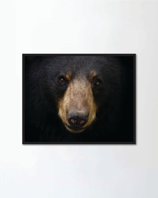 American Black bear face up close looking