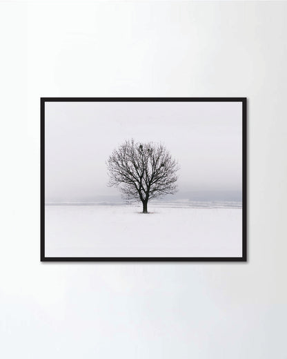 Lonely tree in the field