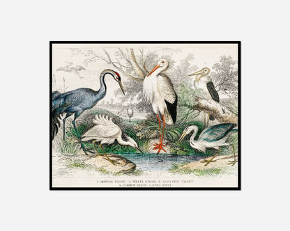 Many birds standing water together