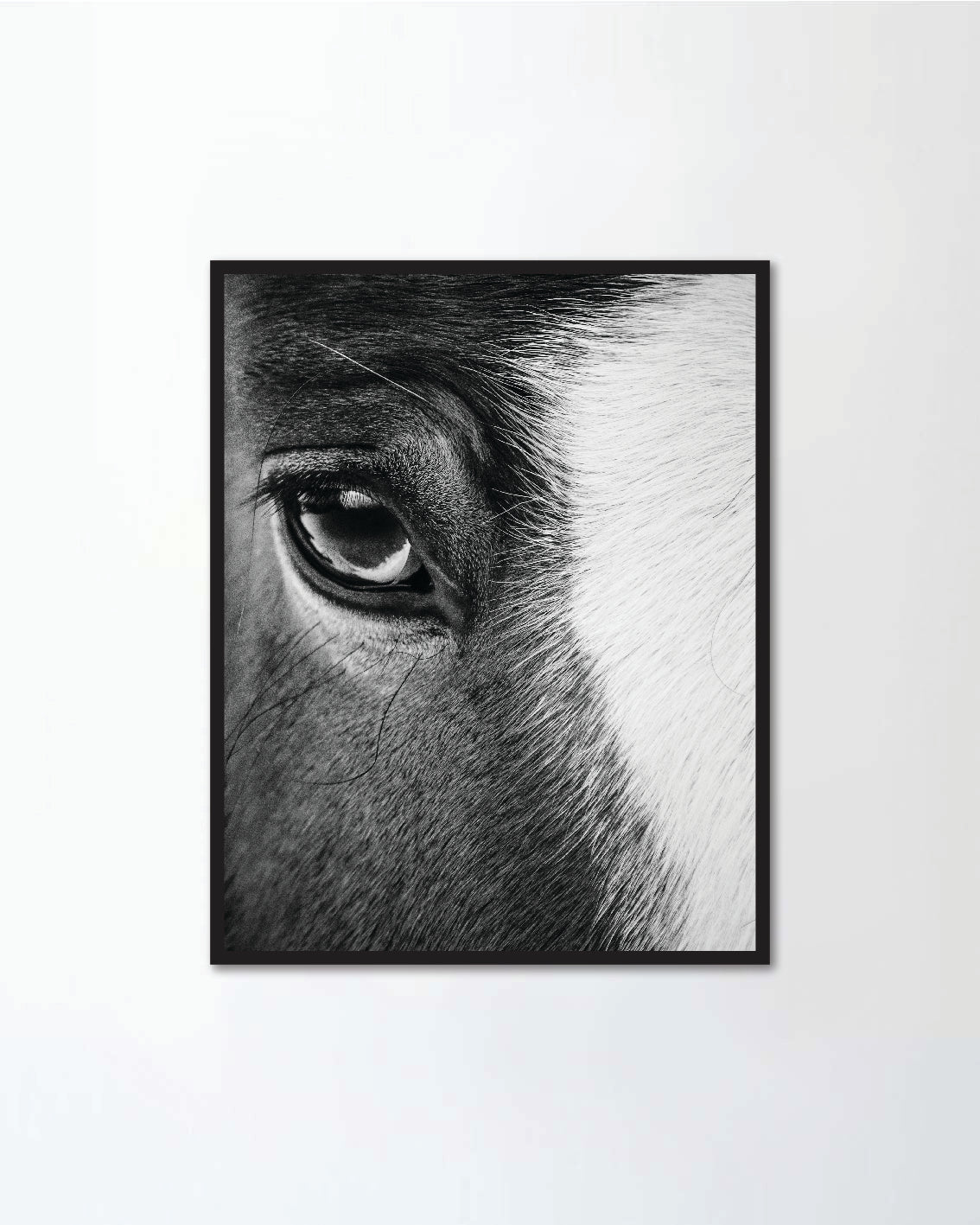 Eye of a beautiful horse closeup