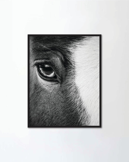 Eye of a beautiful horse closeup