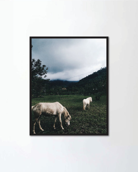 Two white horses in the green forest