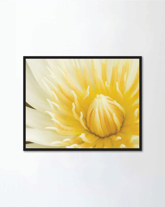 Close up of beautiful yellow lotus blossom