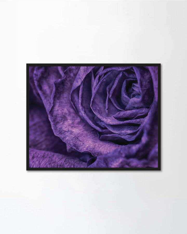 Close up of a purple rose