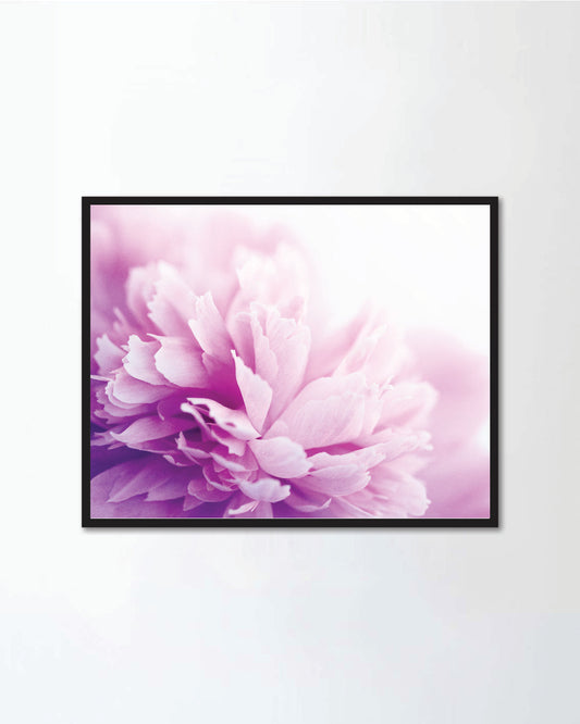 Pink peonies close-up