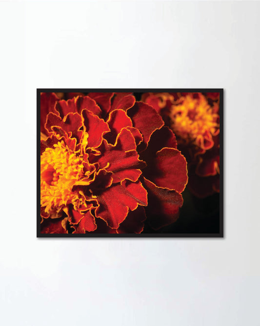Bright marigold flowers close up