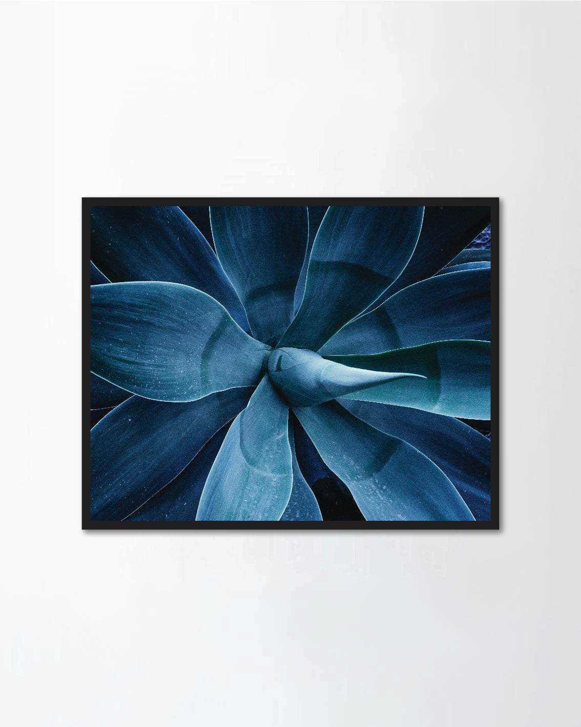 Close up the agave plant