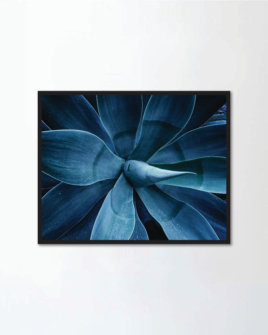 Close up the agave plant