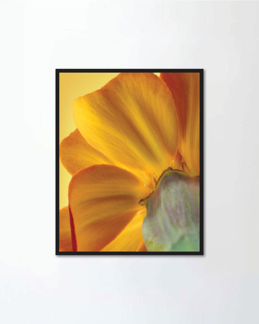 Marigold flower