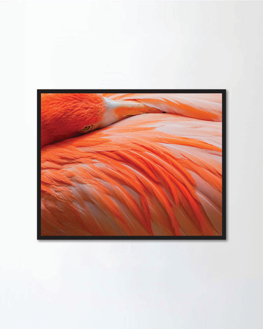 Gorgeous Pink Flamingo Peeking