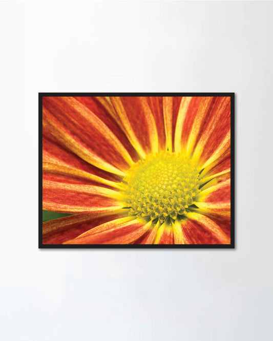 Close up of Chrysanthemum