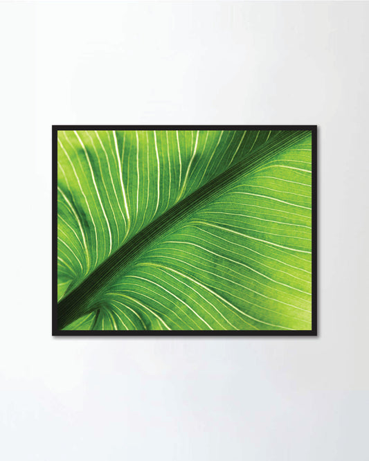 Callas Leaf Structure