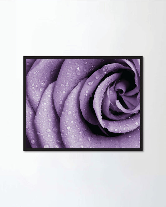 Violet rose petals