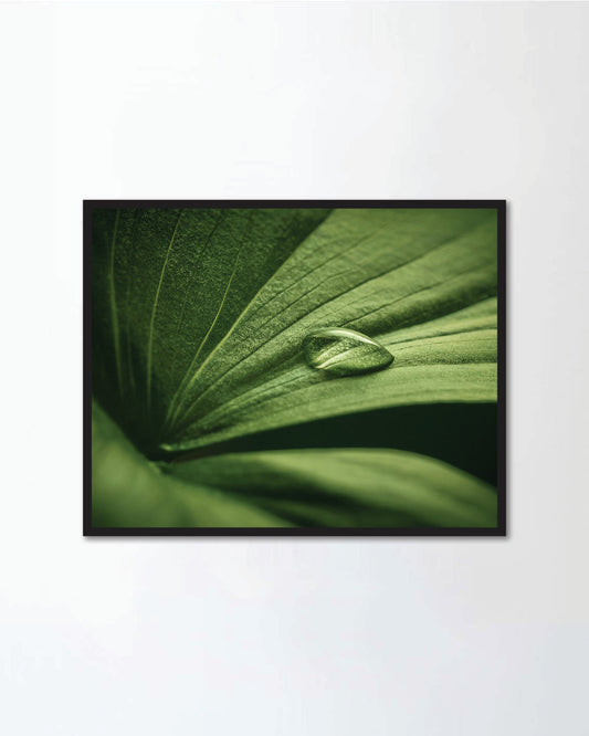 Close-up of water drop on beautiful
