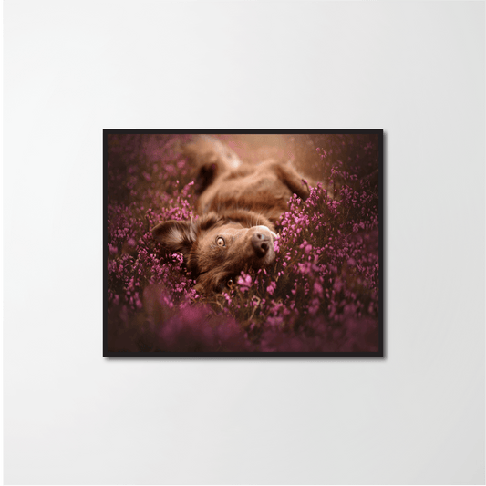 Dog in a field of flowers