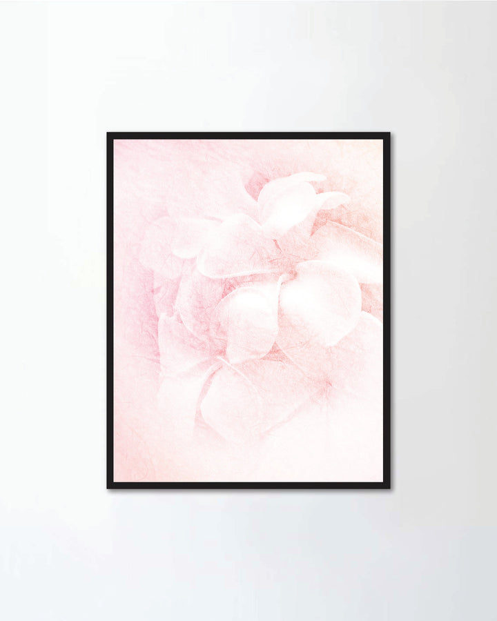 frangipani (plumeria)