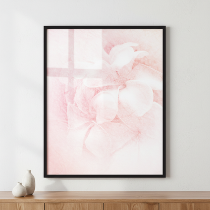 frangipani (plumeria)