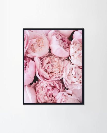 Pink Peony