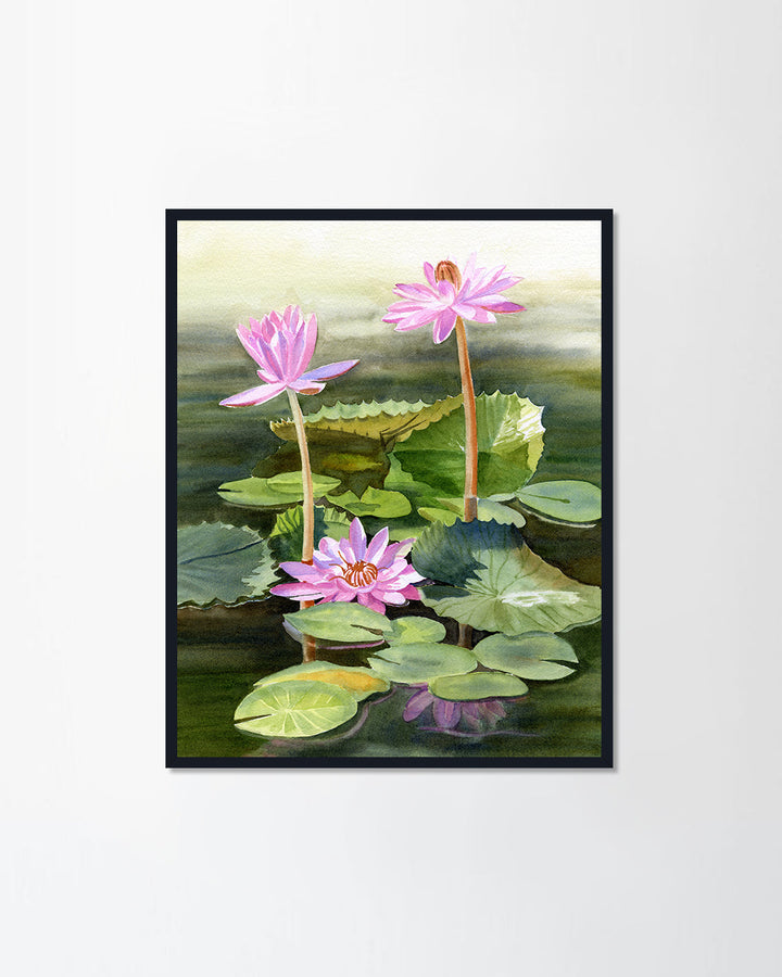 Water Lilies