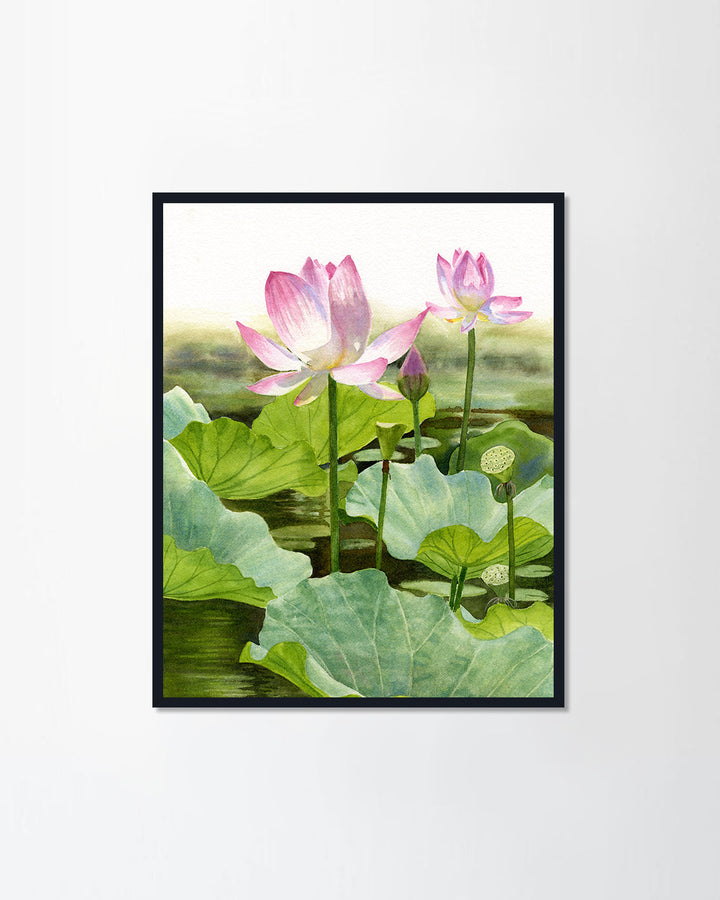 Pink Lotus