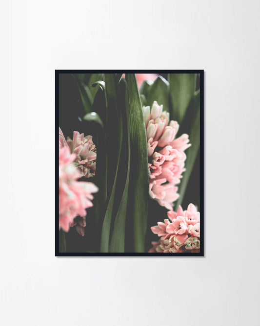 Pink hyacinth flowers