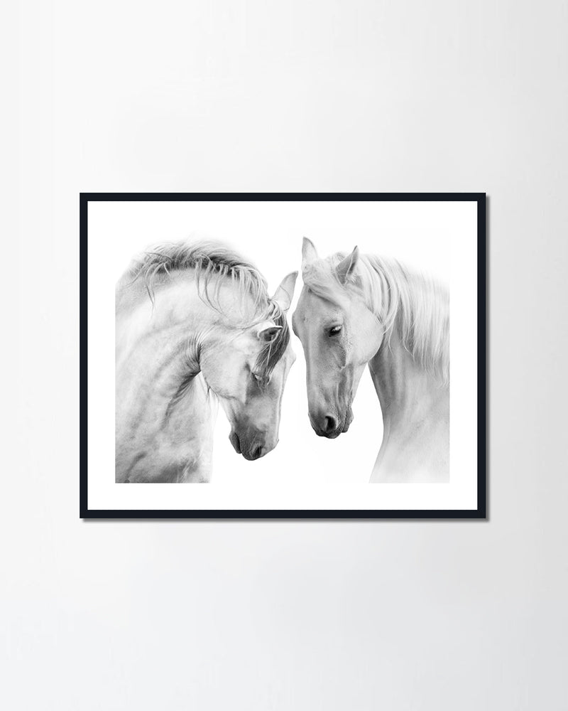 Couple of white horses (Canvas)