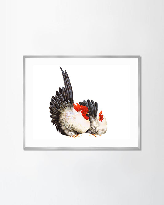 Two chickens