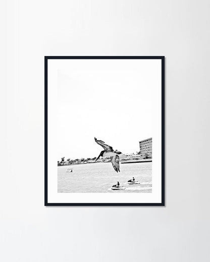 Flying pelican