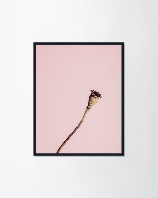 Poppy flower
