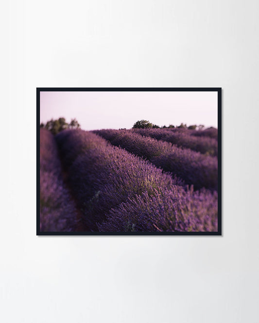 Lavender field