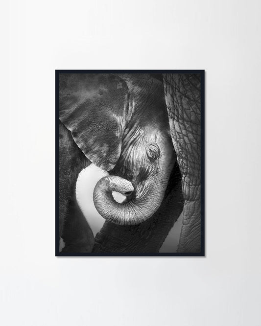 Baby elephant