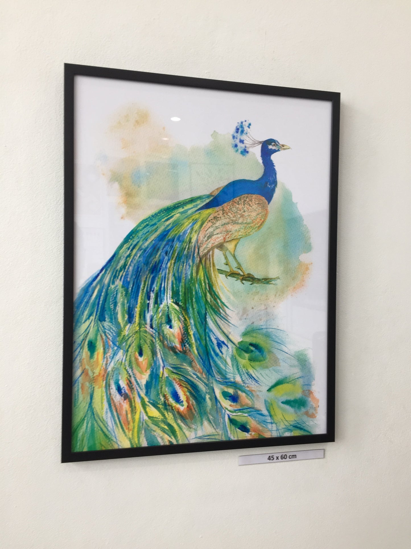 Beautiful Peacock