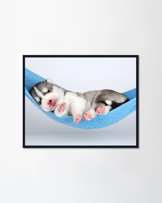 Newborn Husky