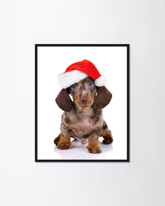 Miniature dachshund puppy