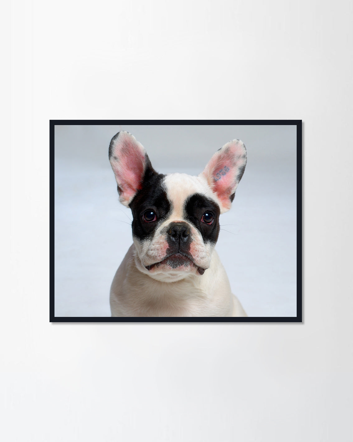 Funny dog