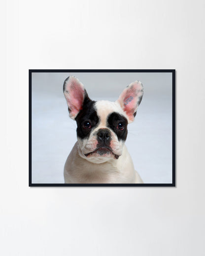 Funny dog