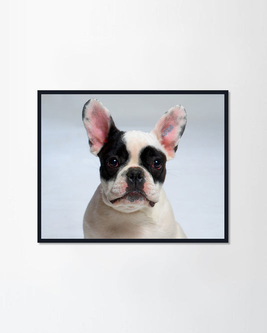 Funny dog
