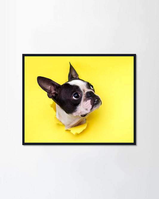 Dog breed Boston Terrier