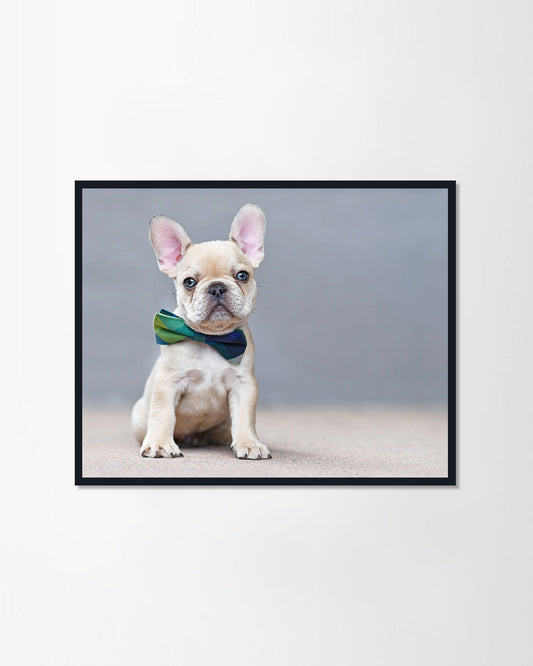 French Bulldog II