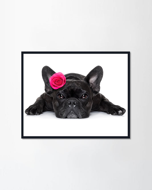 French bulldog dog with valentines rose
