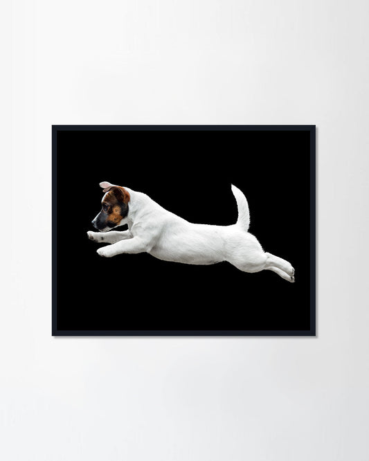 Jack Russell Terrier