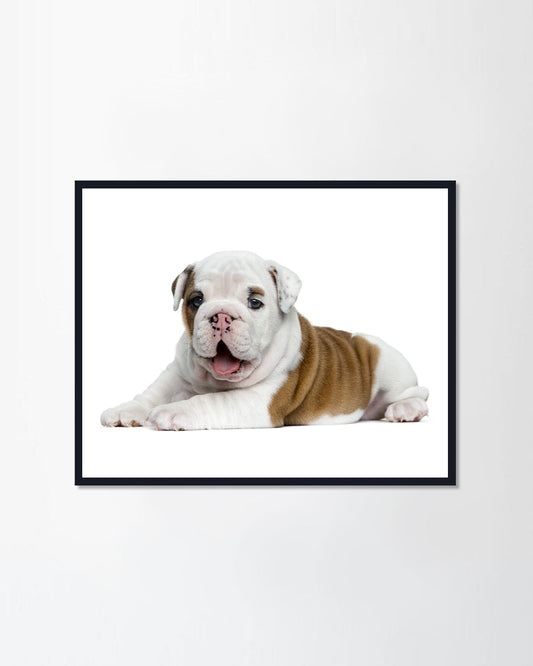 English bulldog puppy