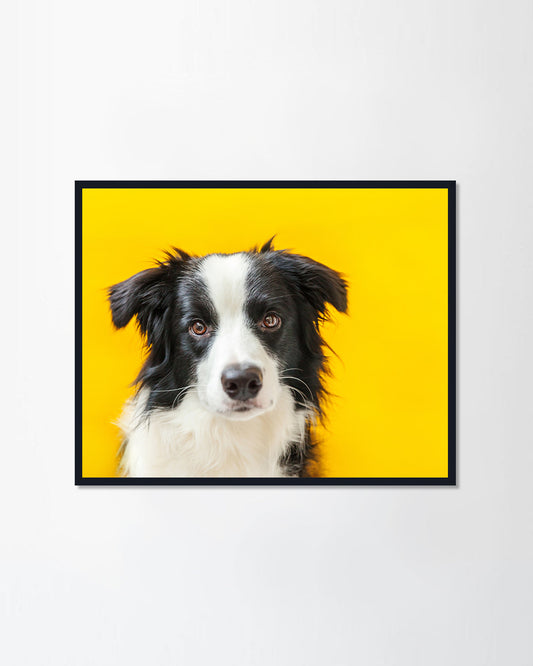 Lovely member of family little dog gazing