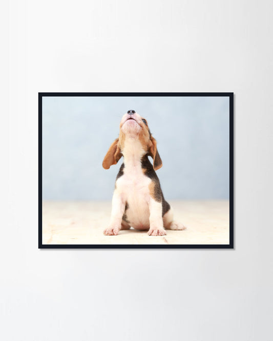 Beagle puppy dog