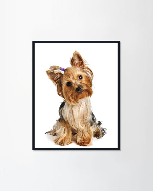 Yorkshire terrier