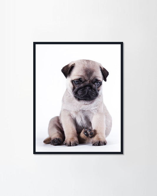 Pug puppy dog
