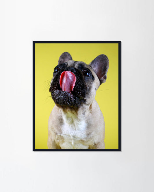 Funny French bulldog puppy